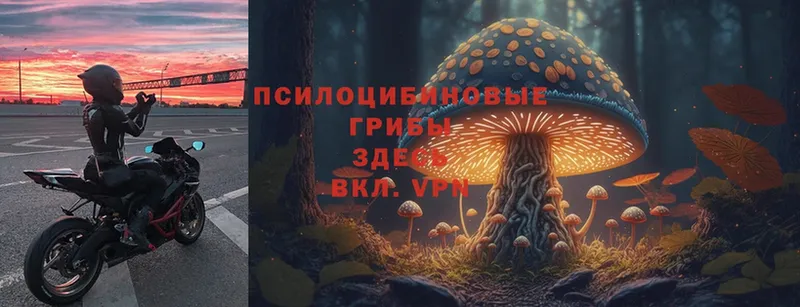 даркнет сайт  Сертолово  Псилоцибиновые грибы Magic Shrooms 